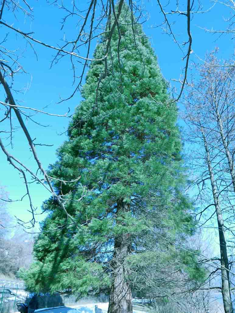 cfr. Sequoiadendron giganteum